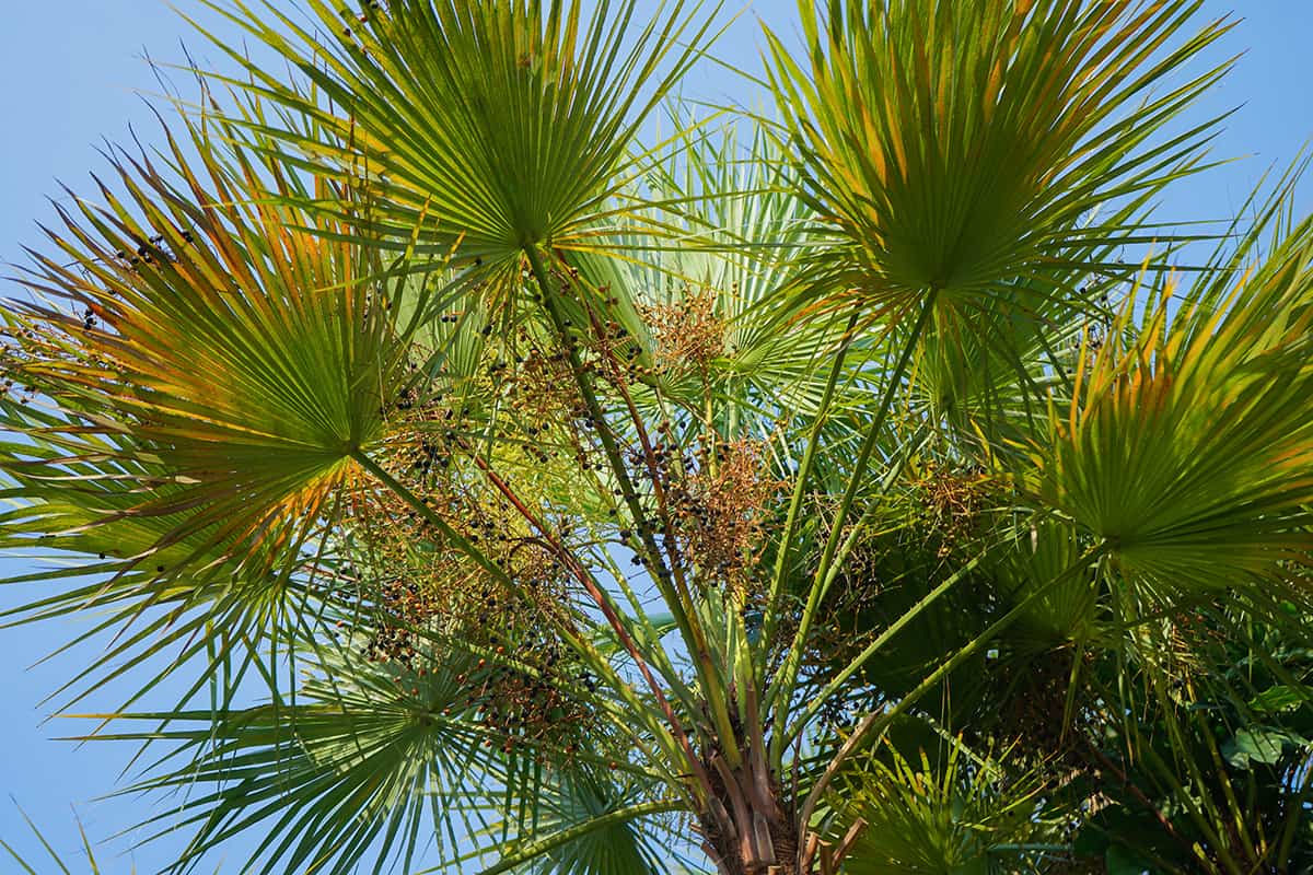 Everglades Palm