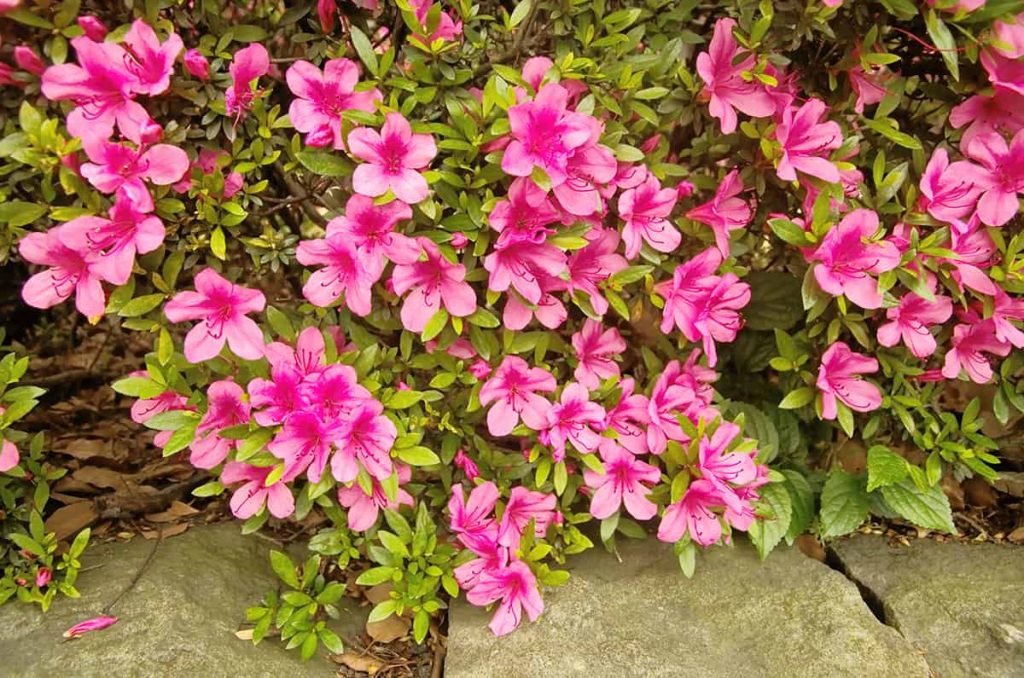 6 Beautiful Evergreen Shrubs with Non Invasive Roots Plantglossary