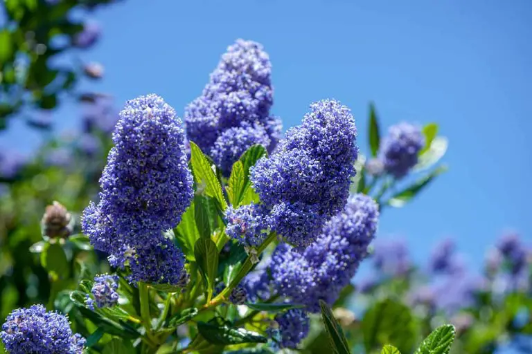 6 Beautiful Evergreen Shrubs with Non Invasive Roots Plantglossary