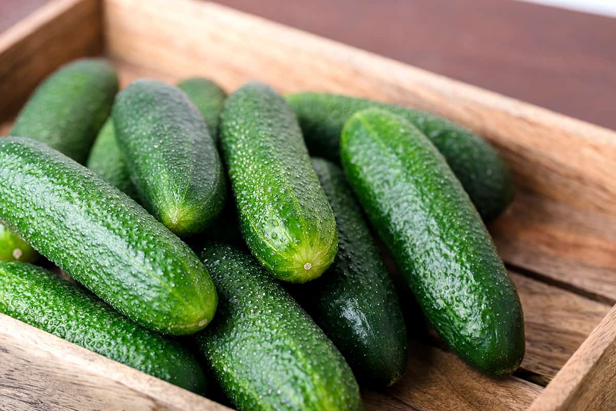 Excelsior F1 cucumbers