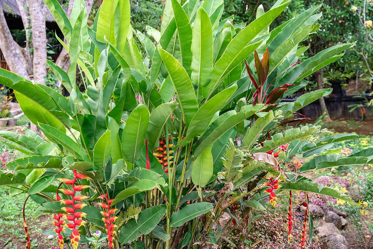 False Bird of Paradise