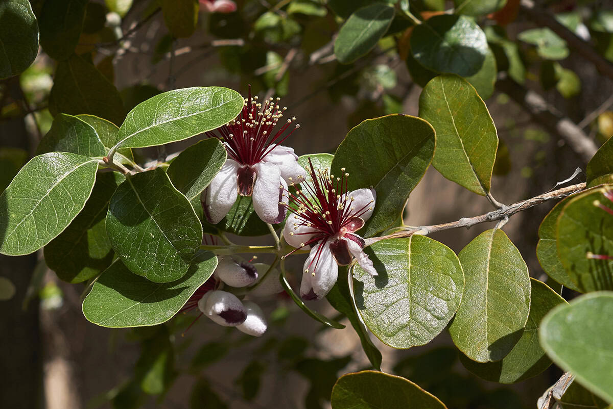 Feijoa sellowiana