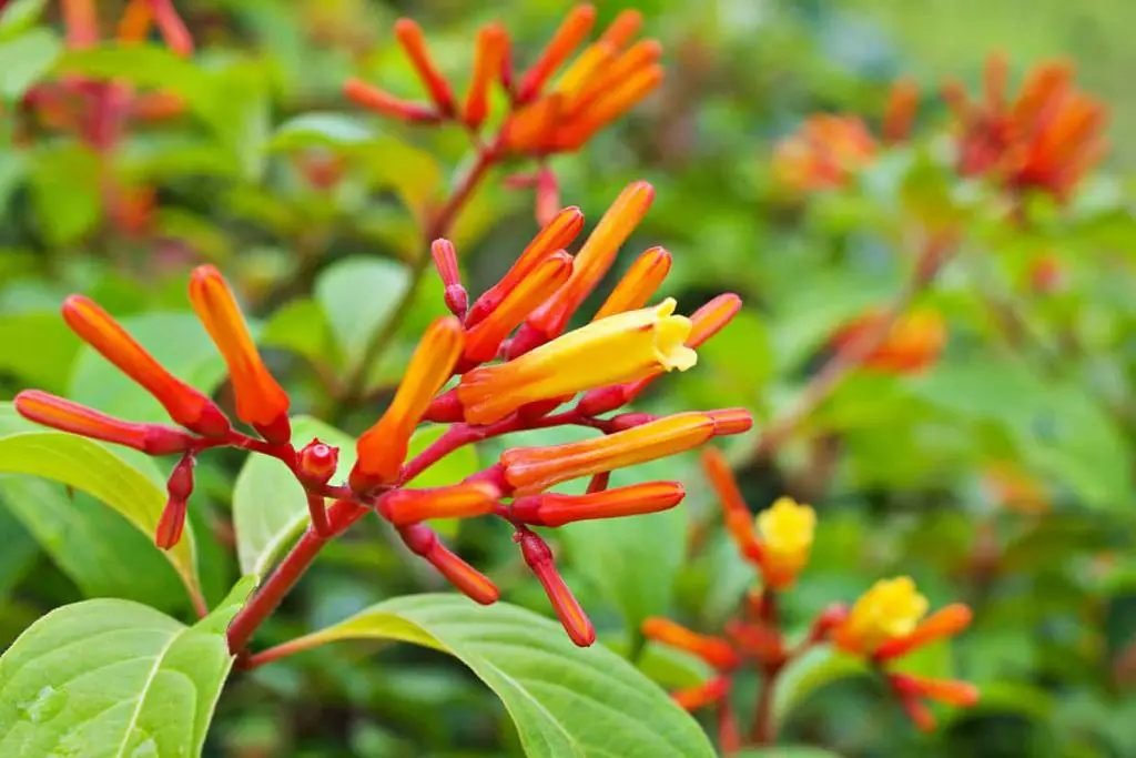 8 Orange Flowering Shrubs (with Pictures) - Plantglossary