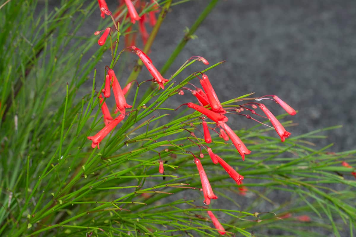 Firecracker Bush