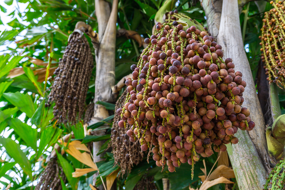 Fishtail Palm