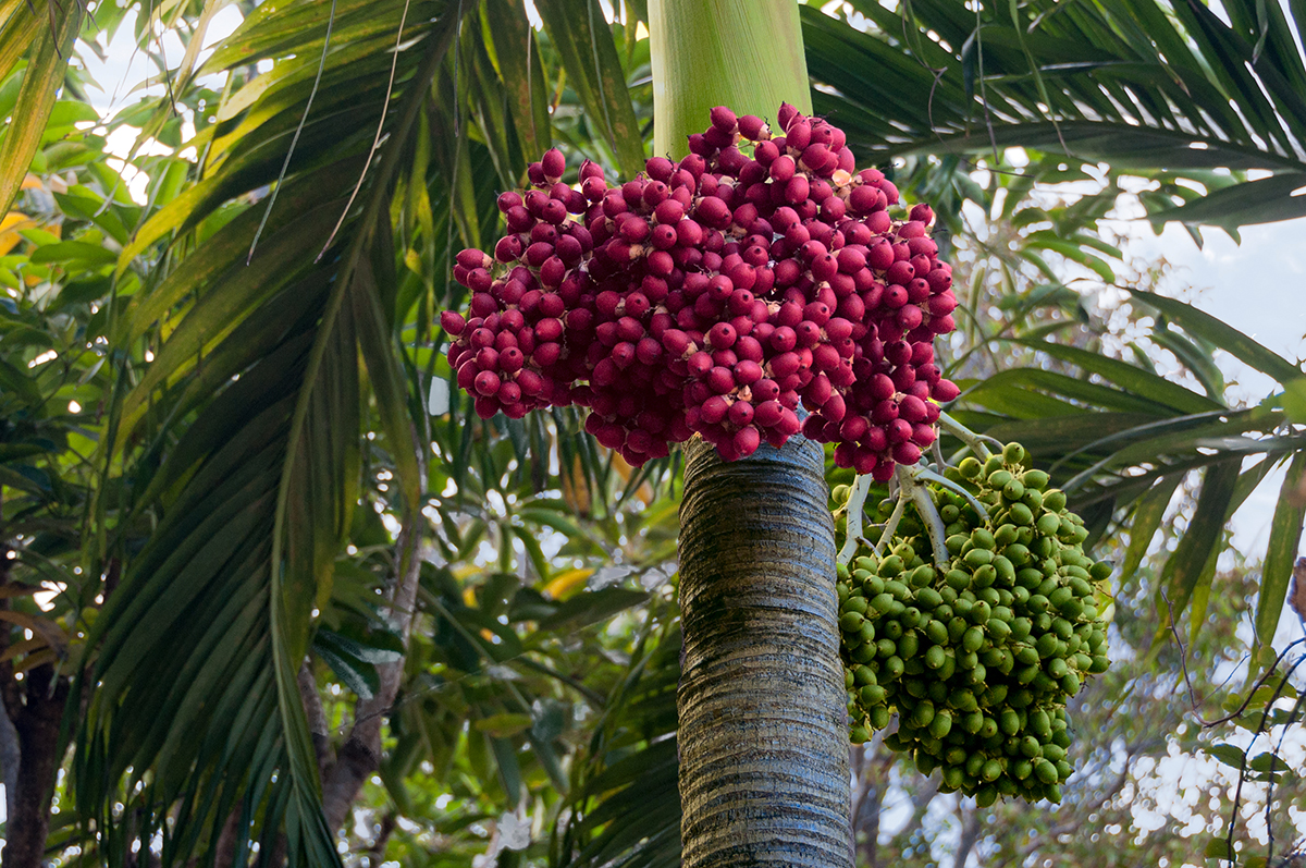 Palm,Tree,(roystonea,Regia),With,Red,And,Green,Fruit,Dates