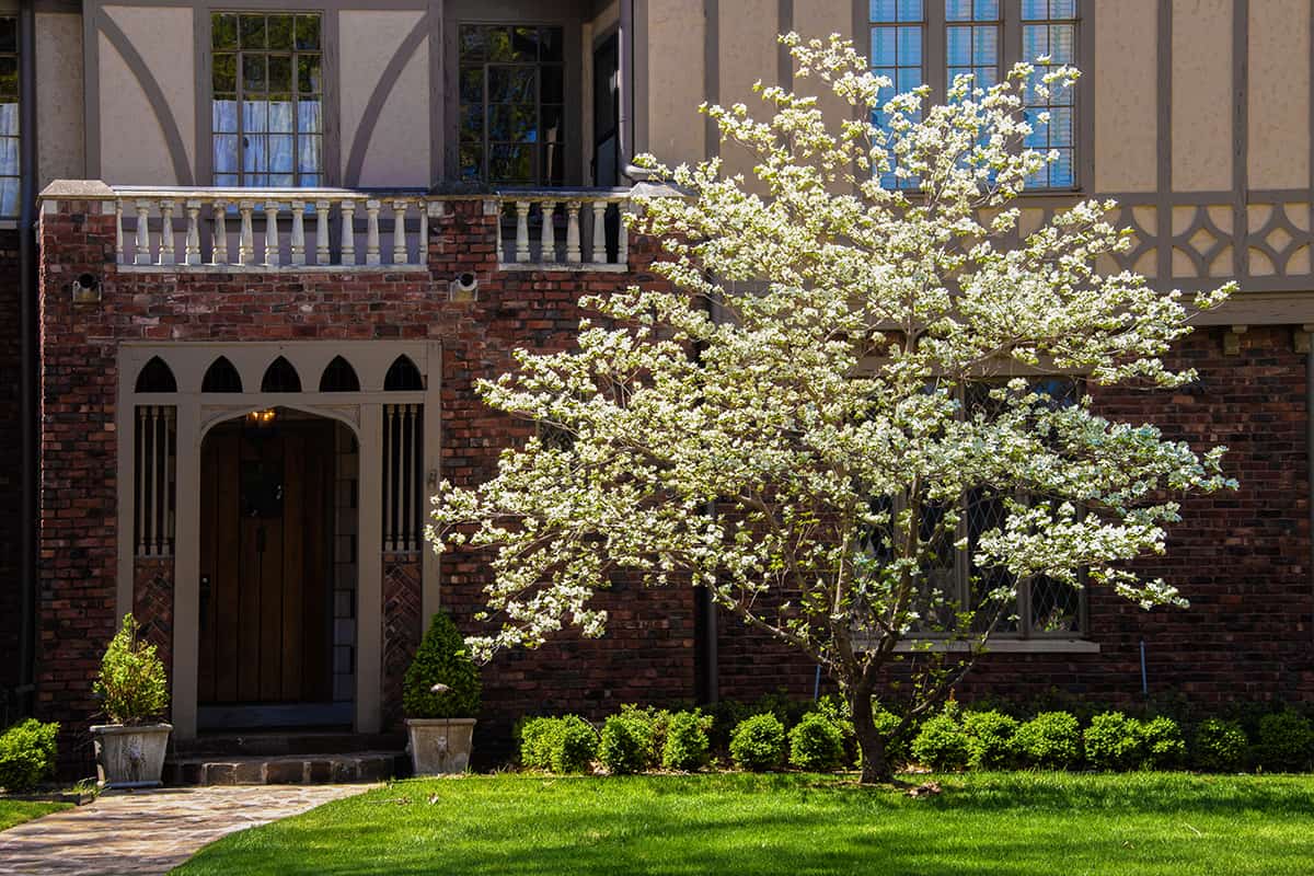 Flowering Dogwood