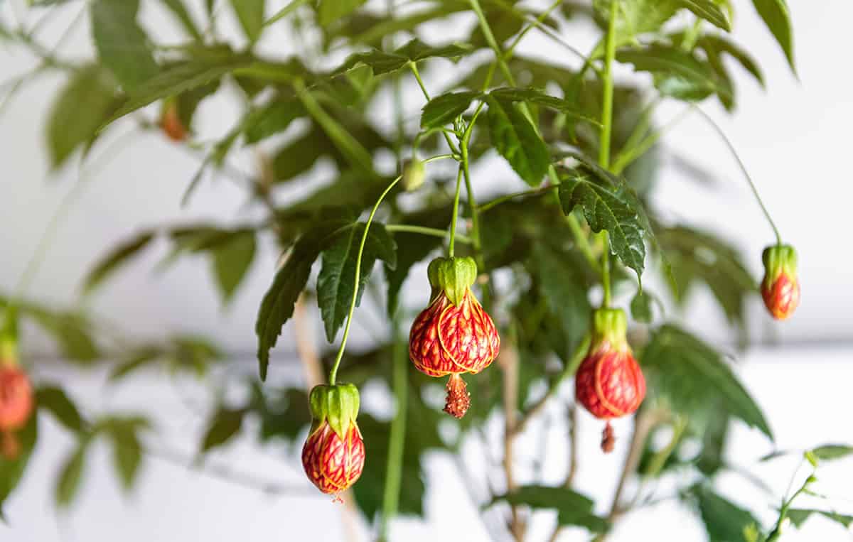 Flowering Maple