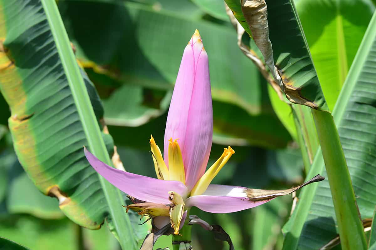 Flowering banana