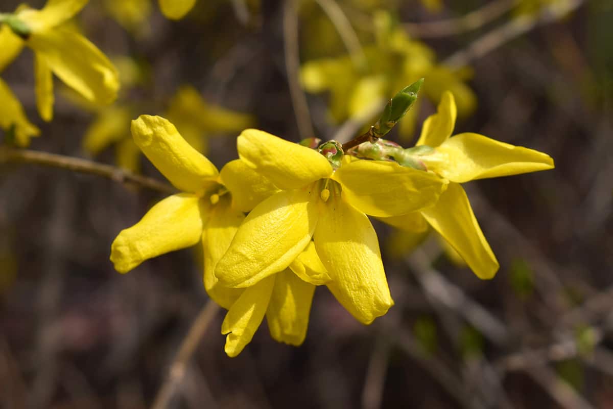 Forsythia