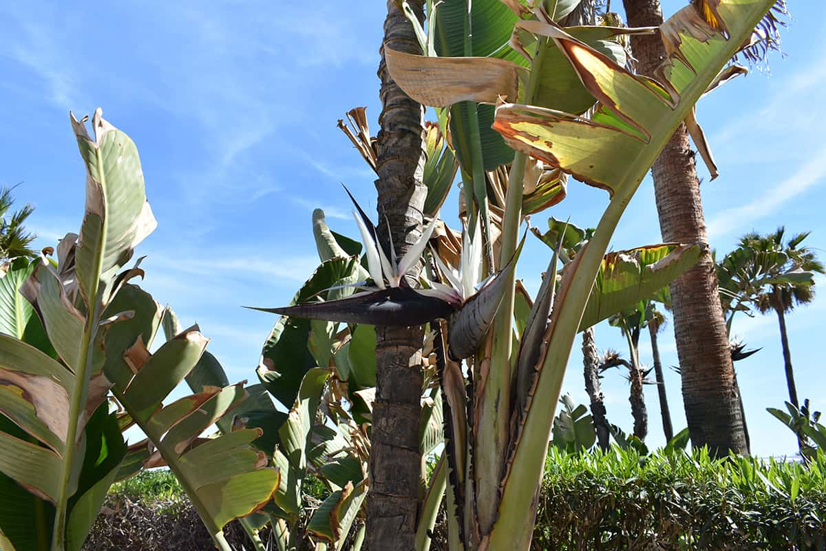 Giant Bird of Paradise