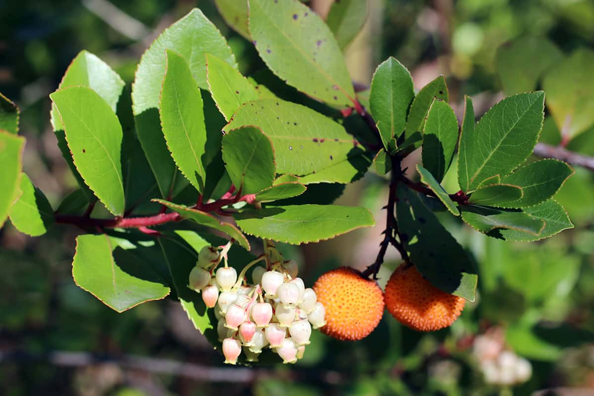 Greek Strawberry Tree