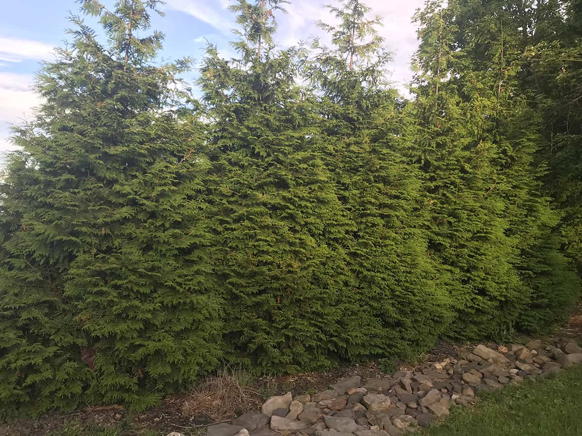 Green Giant Arborvitae