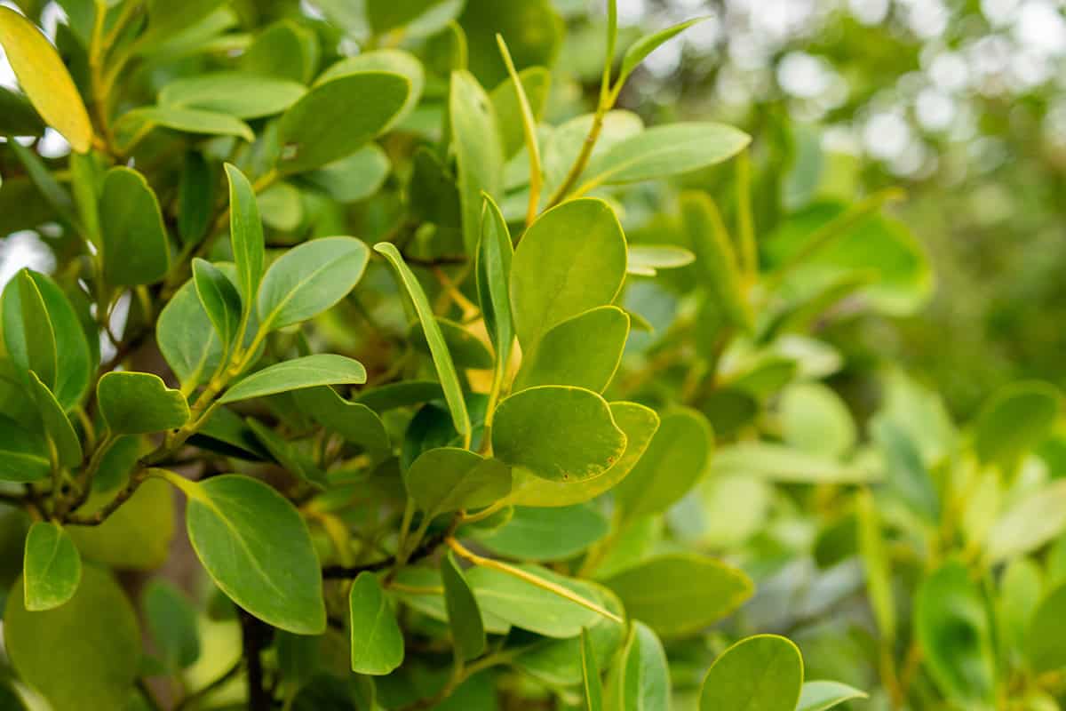 Griselinia littoralis