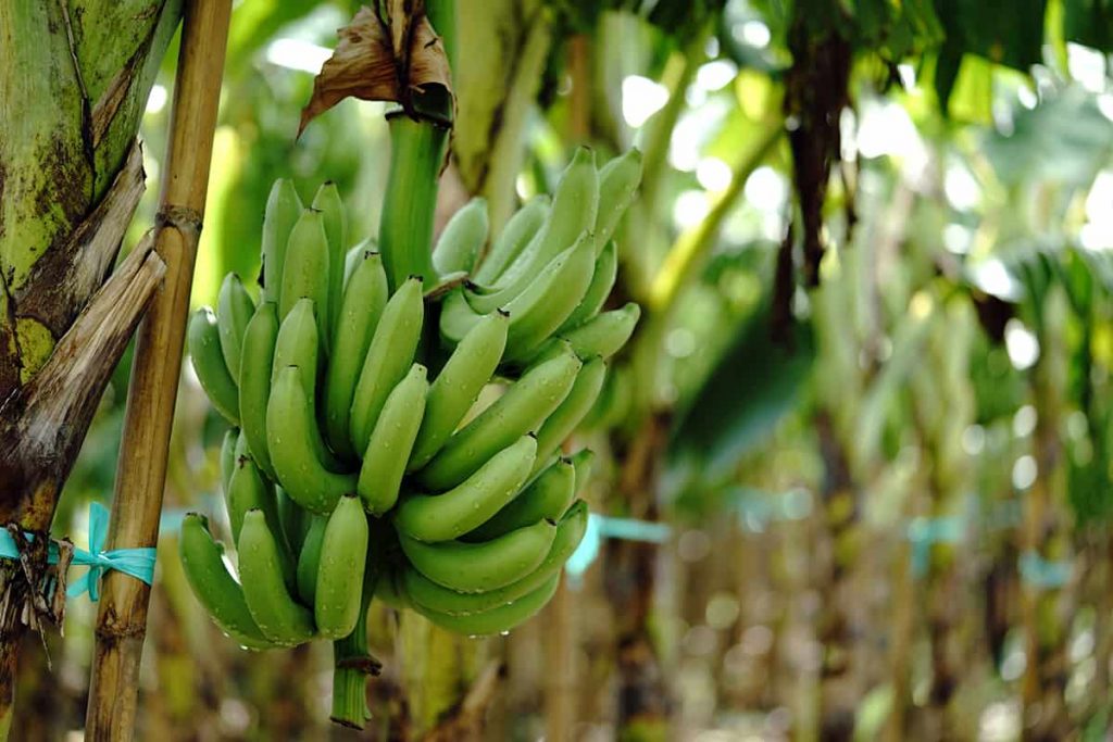 11 Types of Banana Plants (with Pictures) - Plantglossary