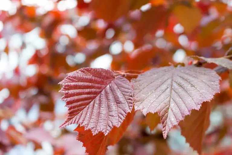 10 Shrubs With Red Leaves All Year Plantglossary 8519