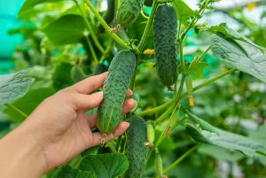 How Long Do Cucumber Plants Live