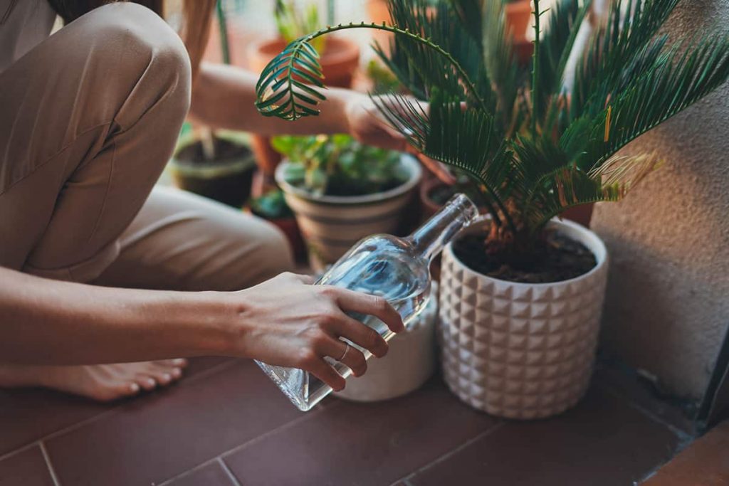 How Often Do You Water an Indoor Palm Plant? Plantglossary