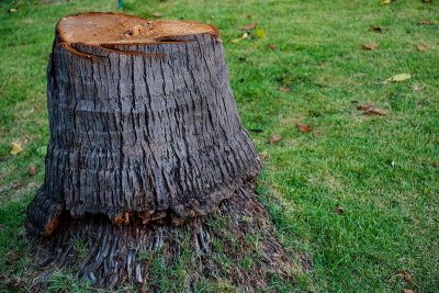 How to Remove a Palm Tree Stump