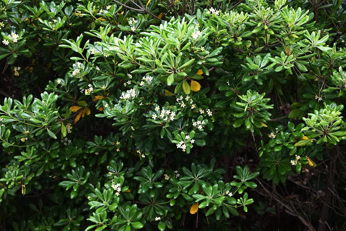 Japanese Pittosporum
