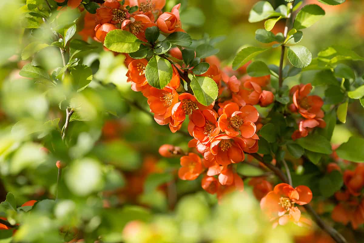 Japanese Quince