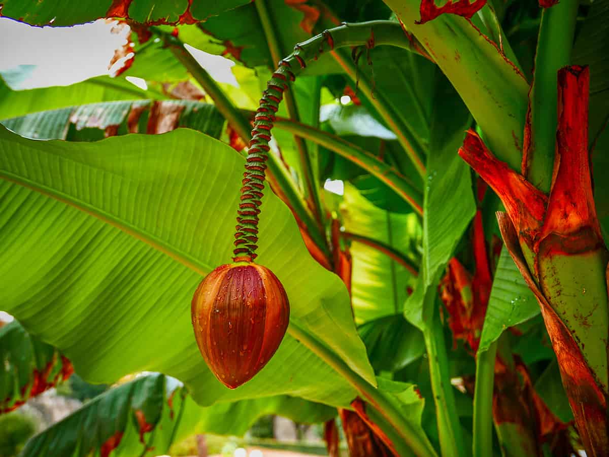 Japanese fiber banana