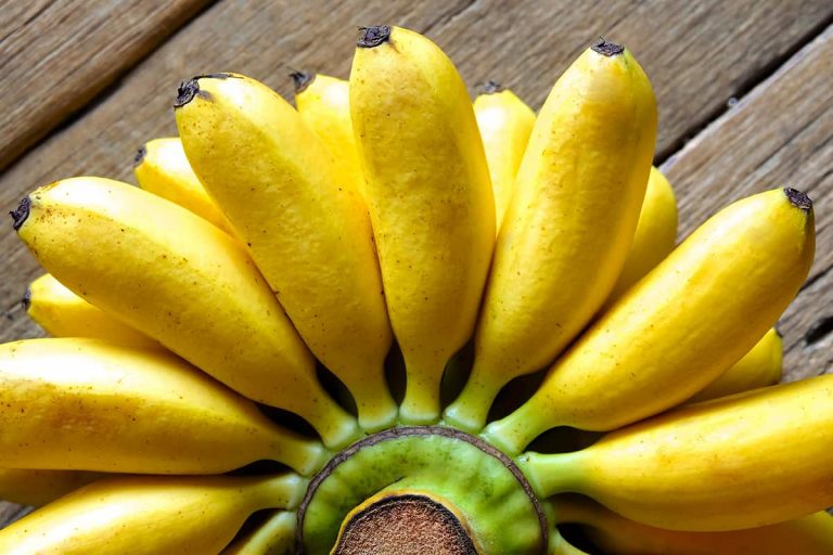 11 Types of Banana Plants (with Pictures) Plantglossary