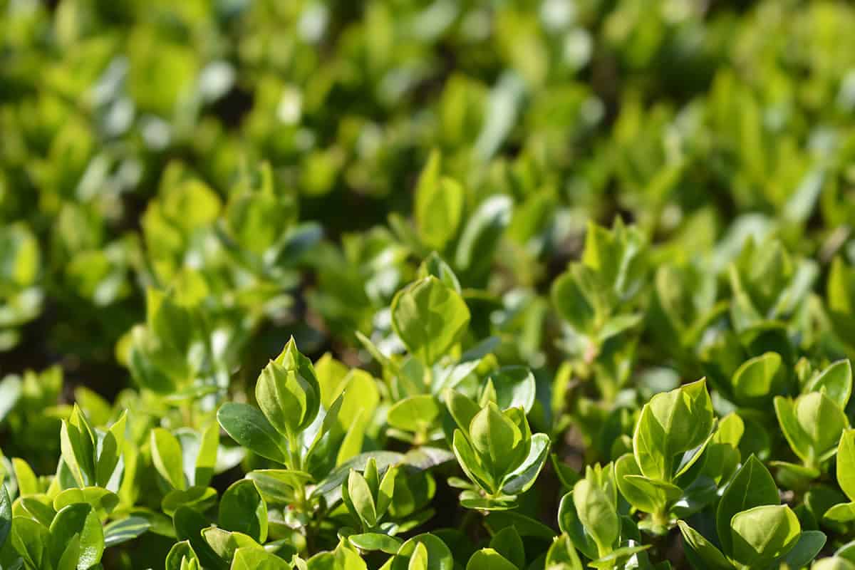 Ligustrum ovalifolium