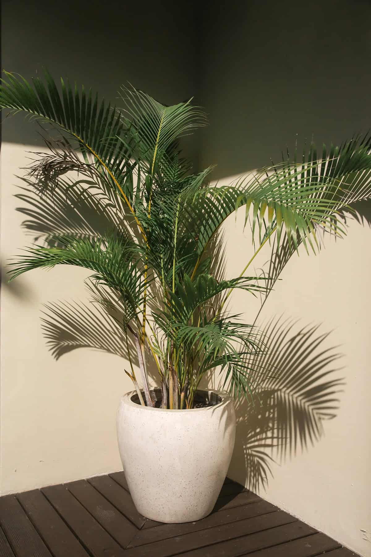 Majesty Palm (Ravenea rivularis)