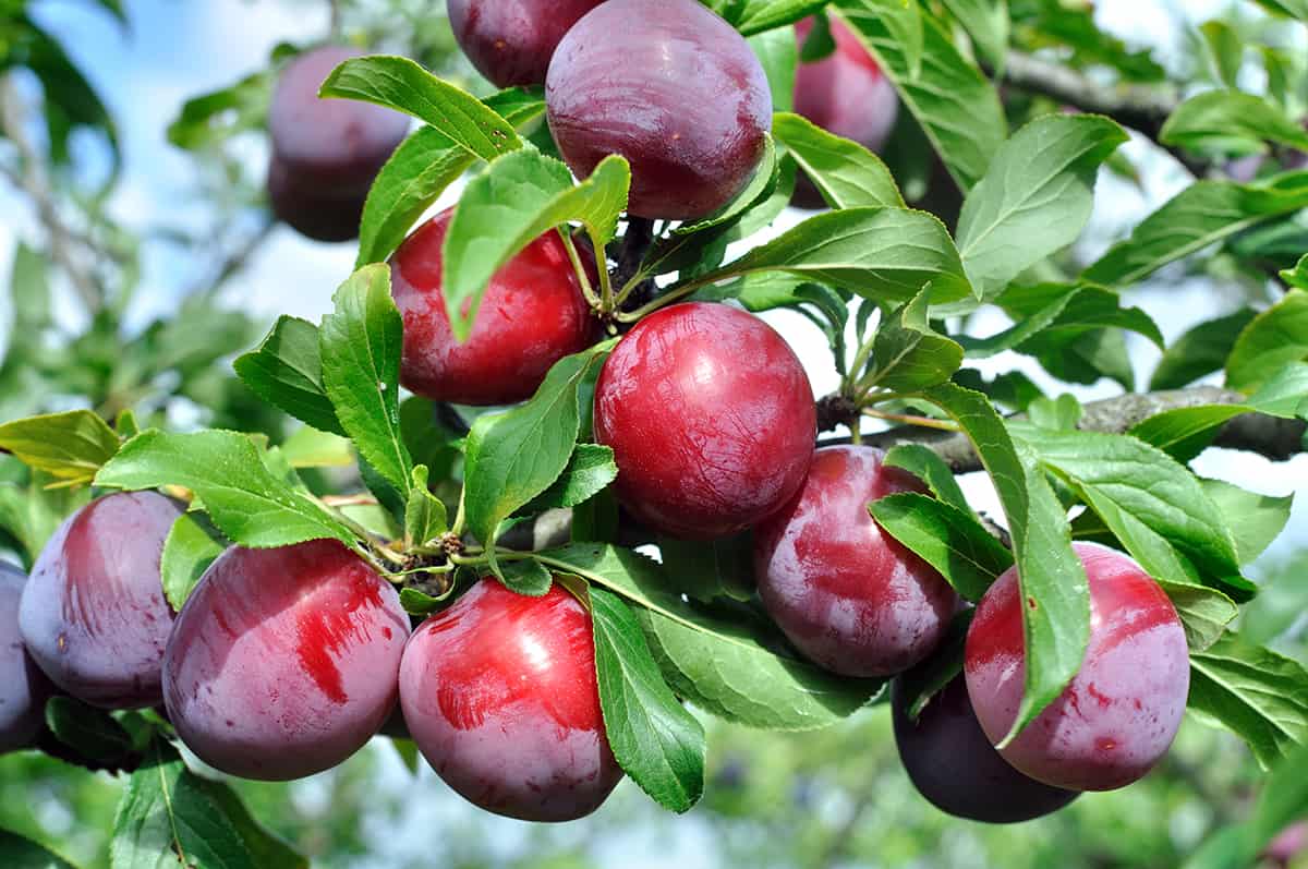 Methley plums