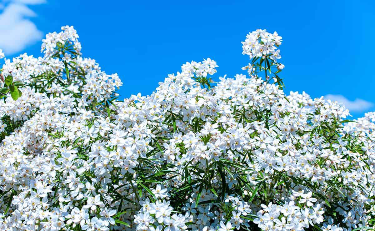 Mexican Orange Blossom