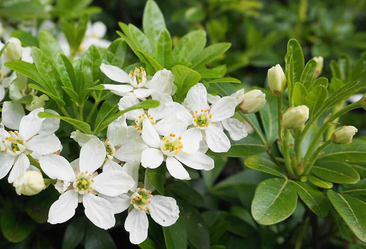 Mexican Orange Blossom