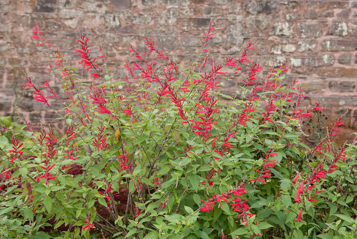 Mexican Scarlet Sage