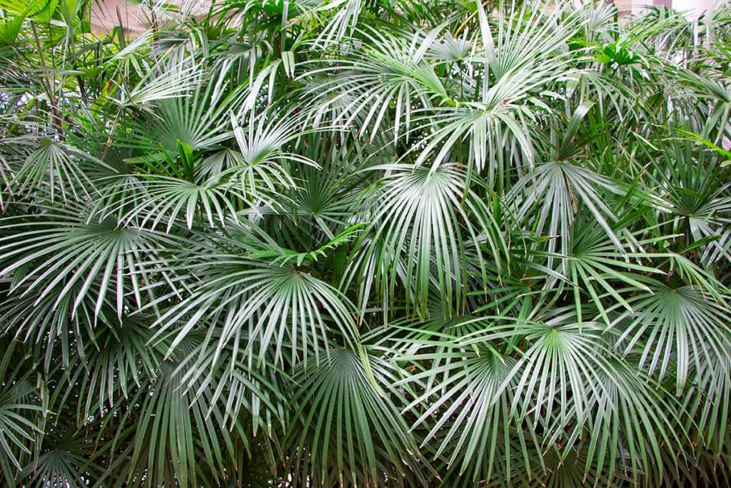Can Palm Trees Survive Freezing Weather? Plantglossary