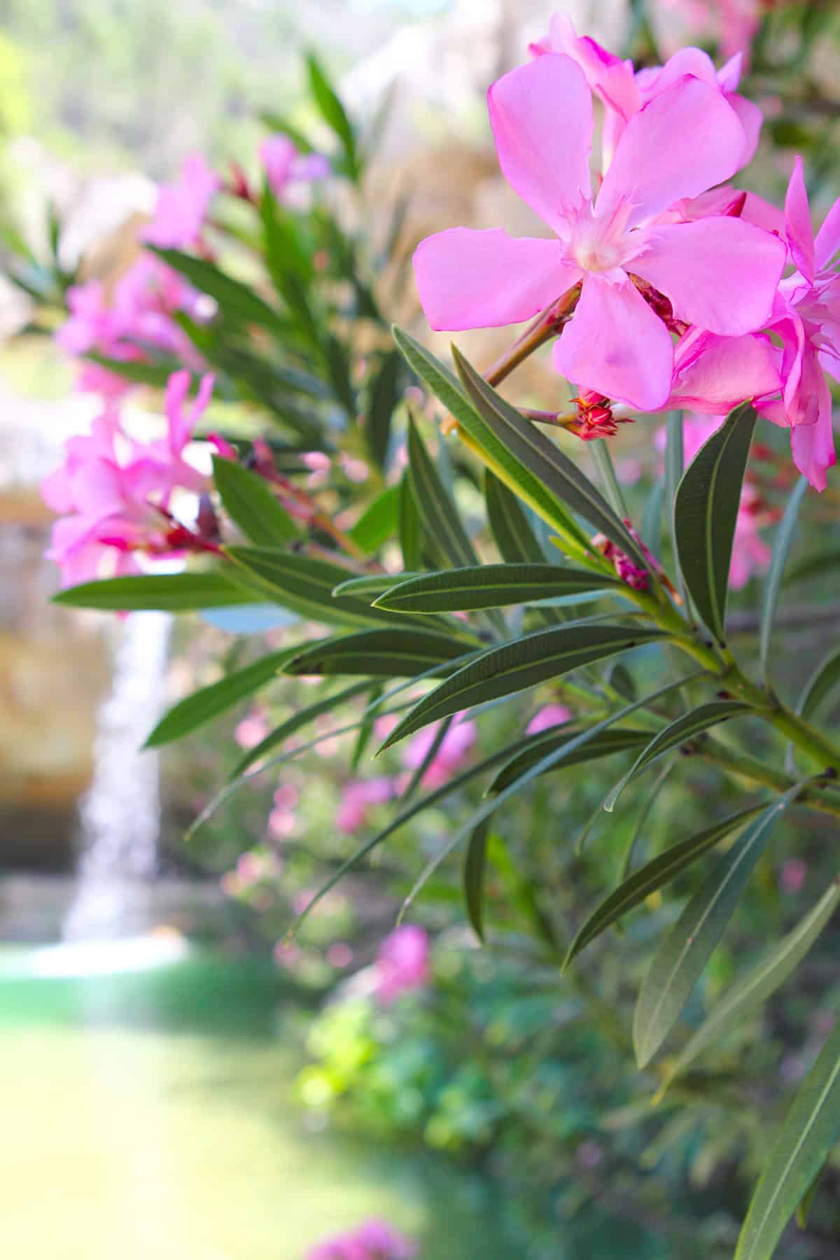 Oleander