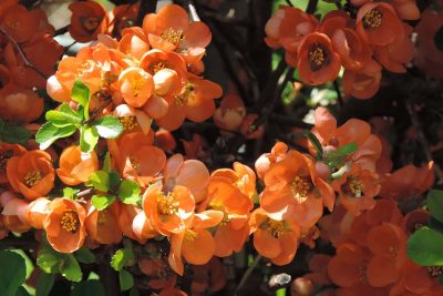 Orange Flowering Shrubs
