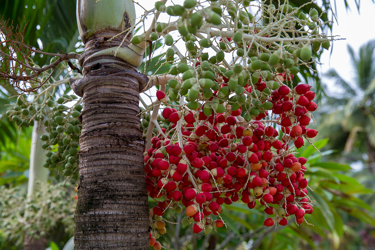 Pupunha,Fruits,,Peach,Palm, ,Bactris,Gasipaes,Arecaceae,Family.,Amazonas,