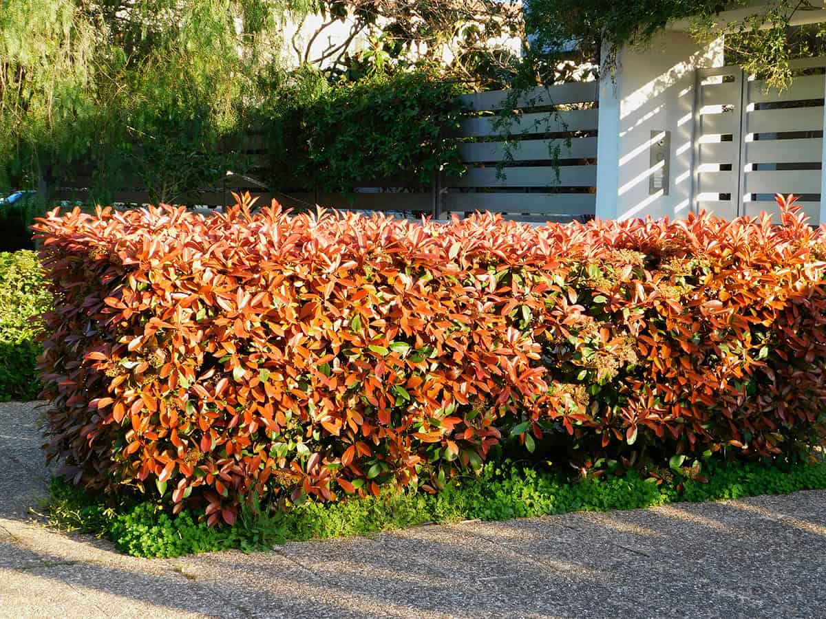 Photinia ‘Red Robin’