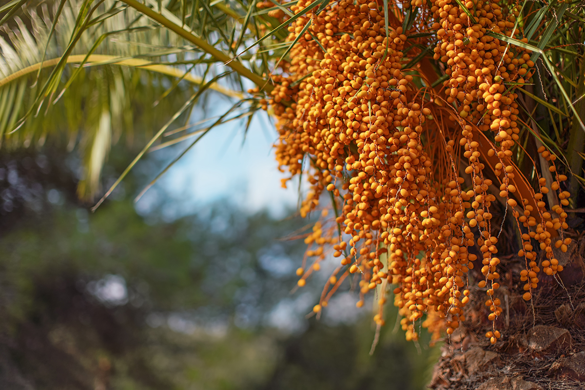 Pindo,Jelly,Palm,(butia,Capitata),Yellow,Fruits,Hanging,From,A