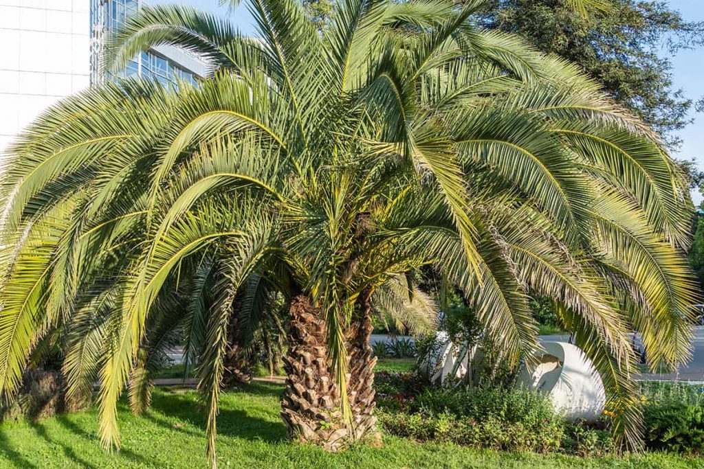 Can Palm Trees Survive Freezing Weather? Plantglossary