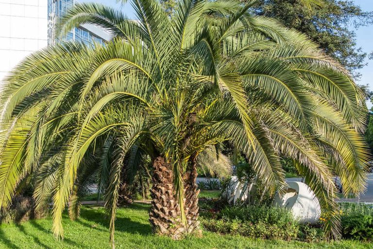 Can Palm Trees Survive Freezing Weather? Plantglossary