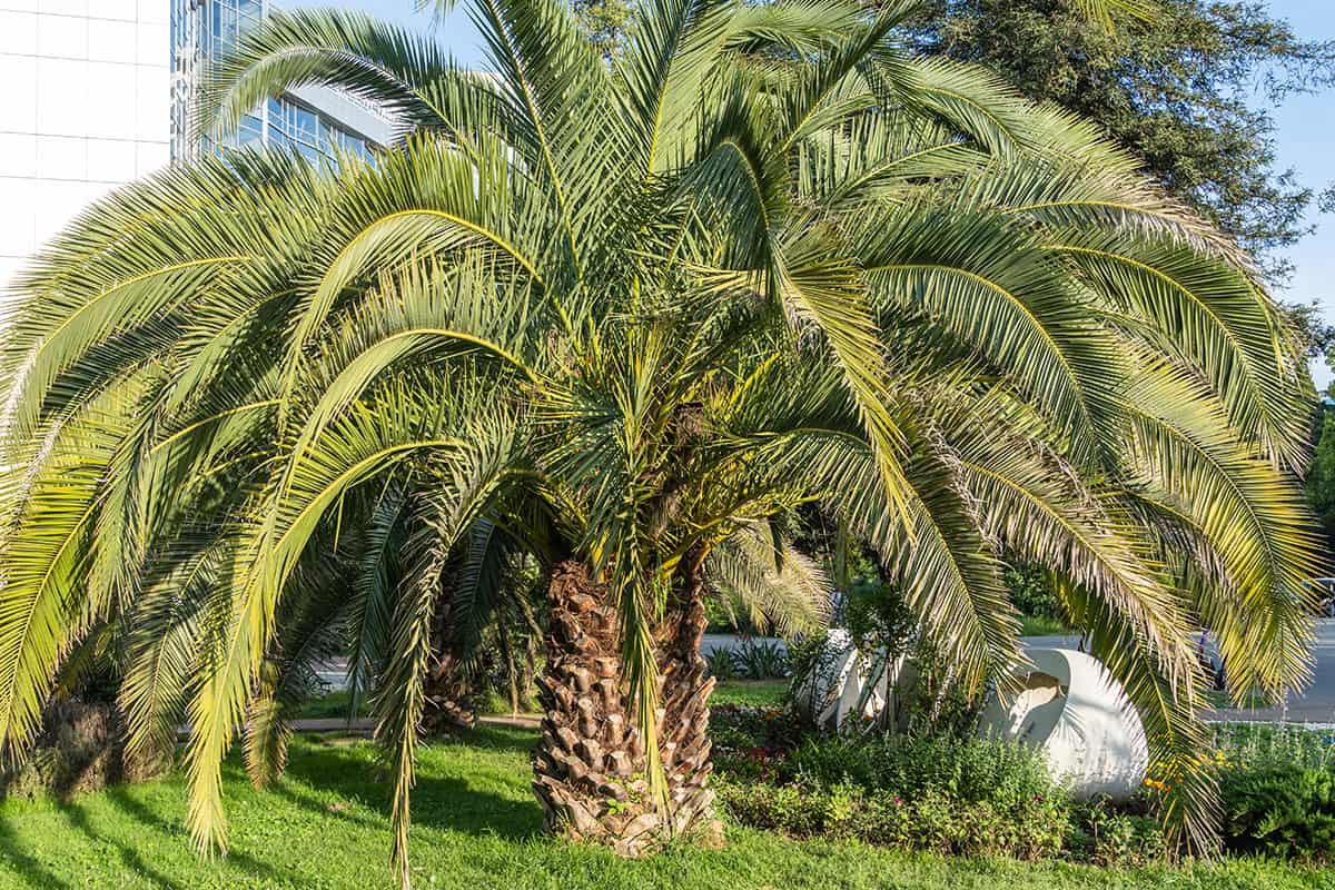 Pindo Palm Tree