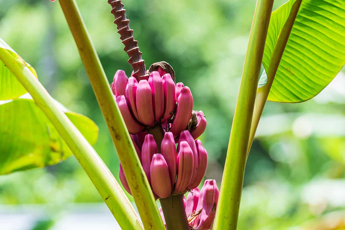 Pink velvet banana