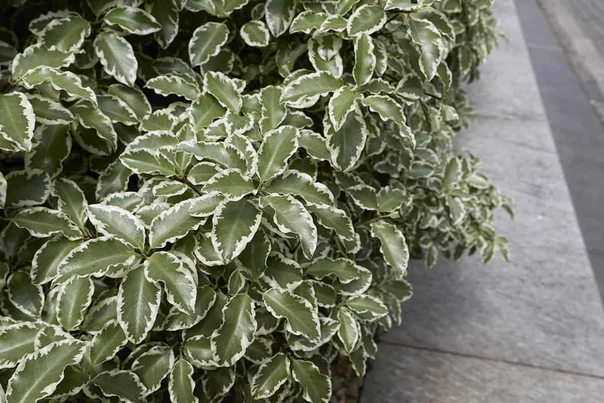 Pittosporum tenuifolium