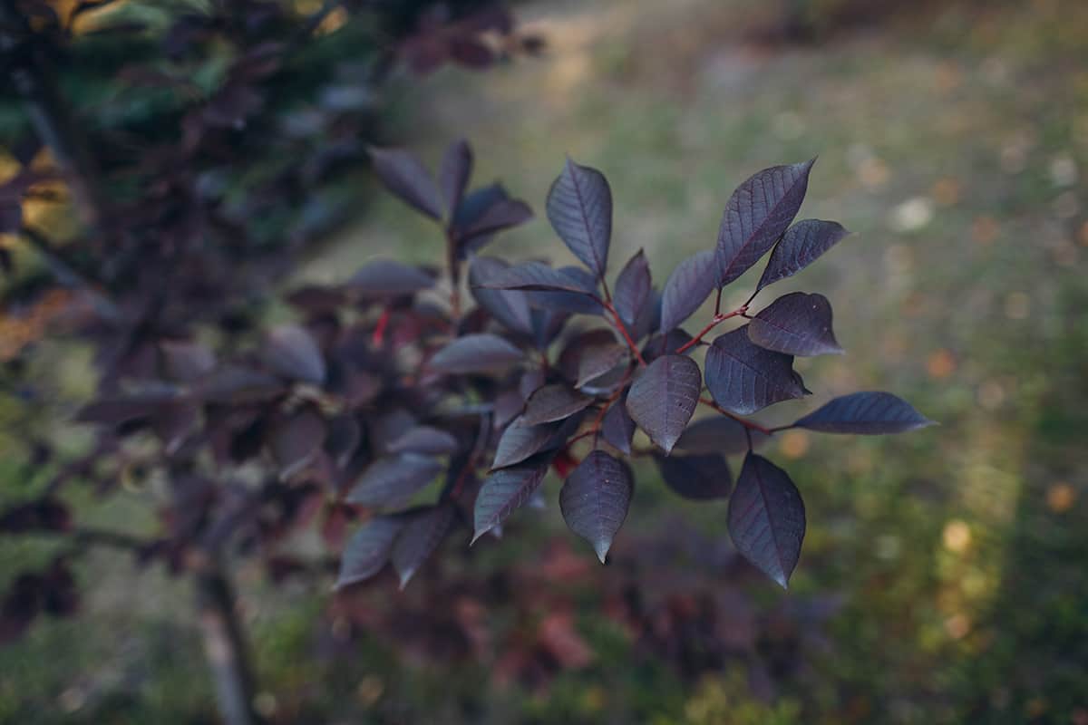 Plum Leaf Sand Cherry