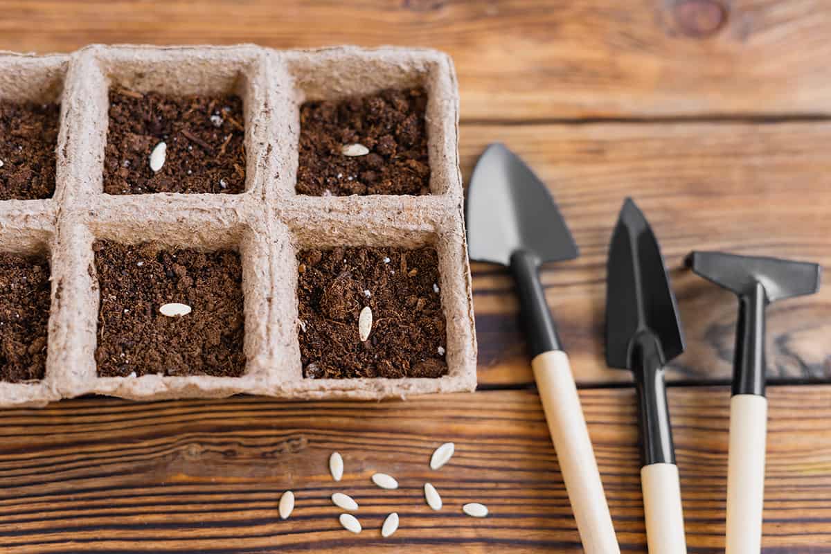 Pots for Cucumber Seedlings