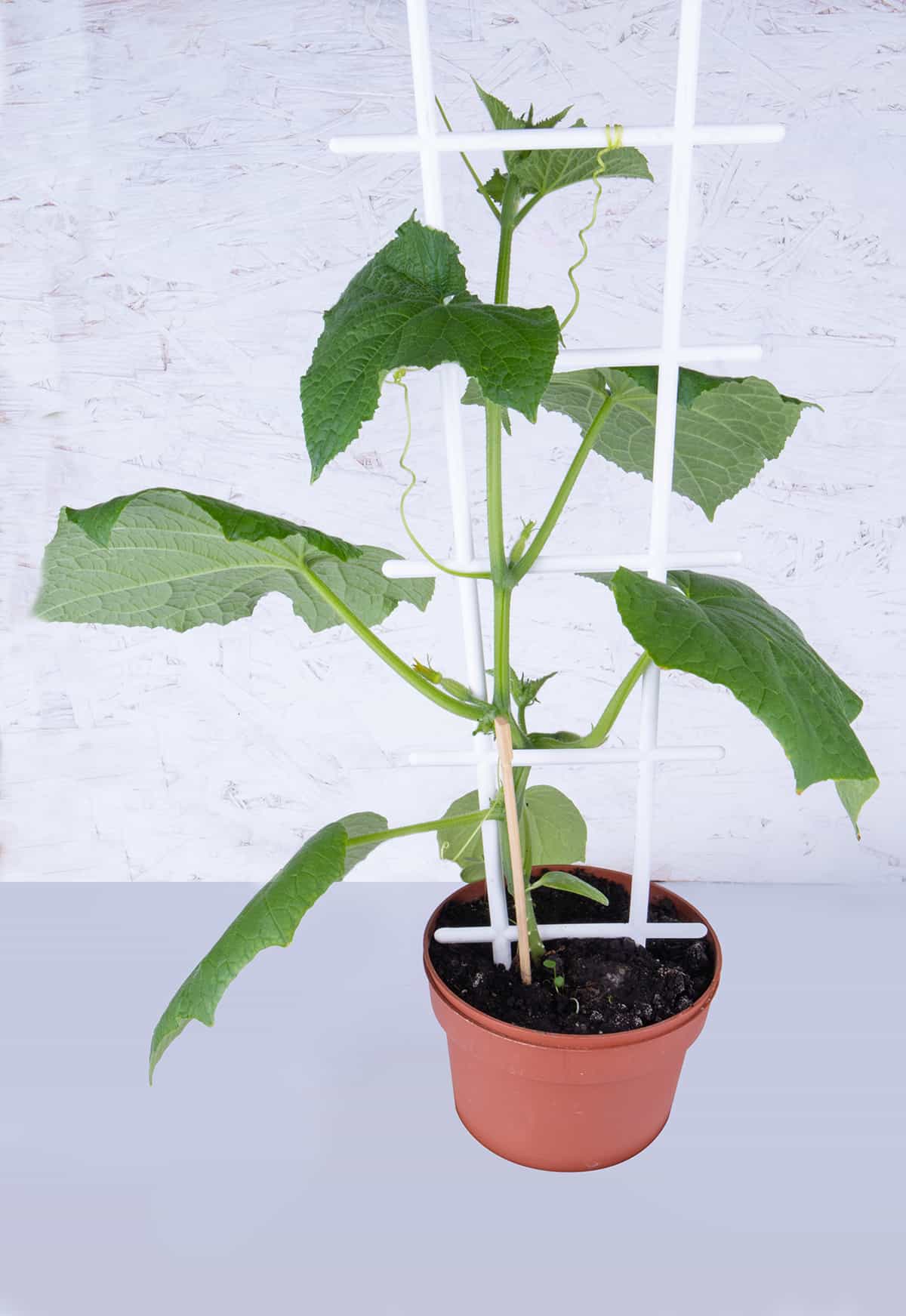 Pots for Flowering and Fruiting Cucumbers