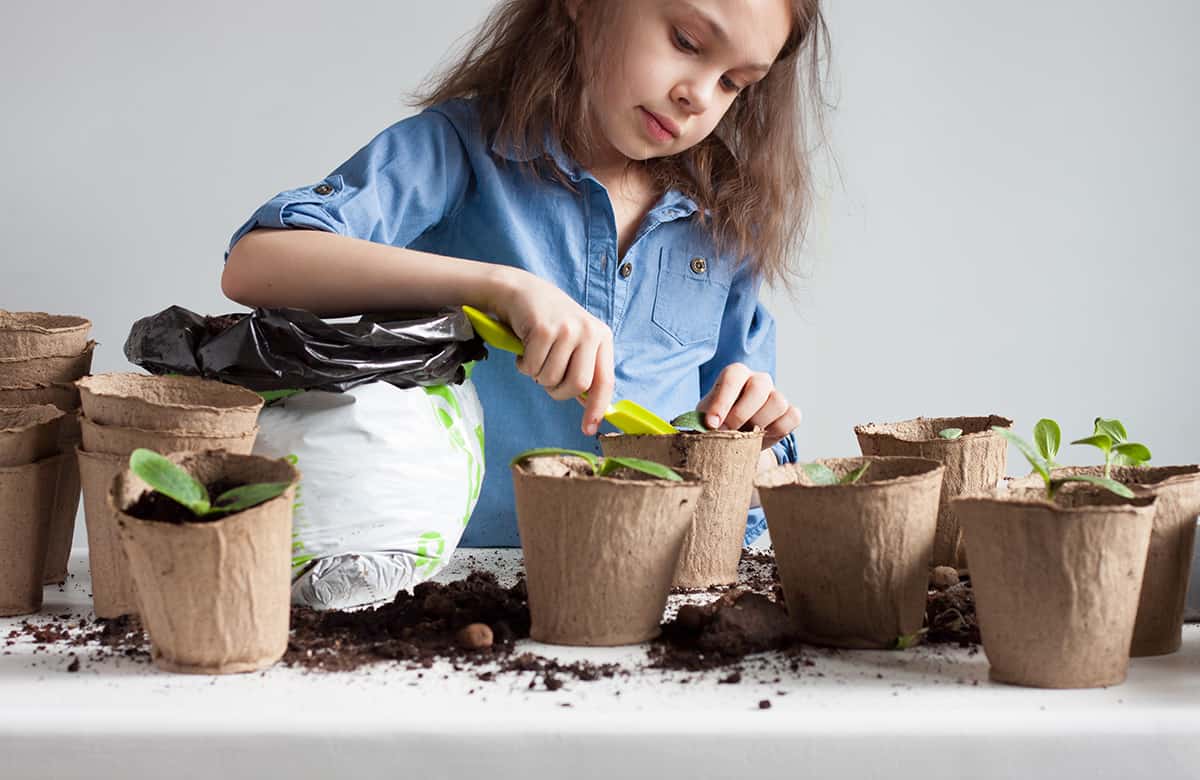 Pots for Sowing Cucumbers