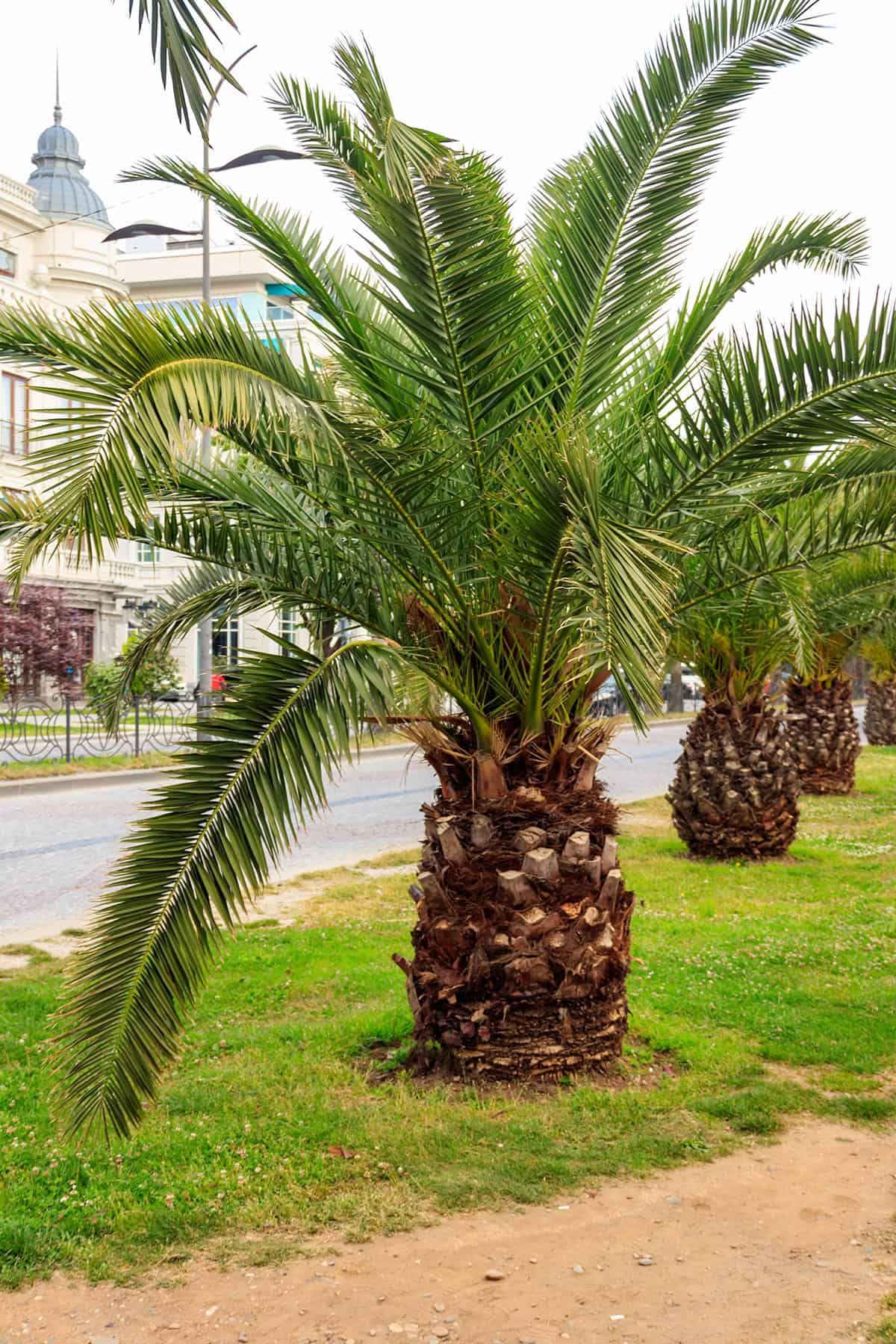 Pygmy Date Palm (Phoenix roebelenii)