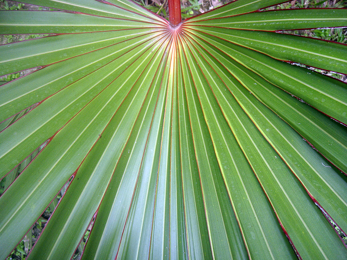 Close,Up,Foliage,Of,Beautiful,Red,Latan,Palm,Leaf.,Texture